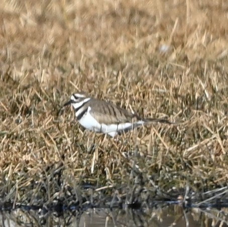 kulík rezavoocasý - ML647072145