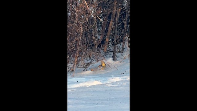 Чиж сосновий - ML647072146