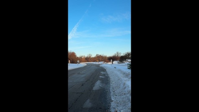 Чиж сосновий - ML647072147