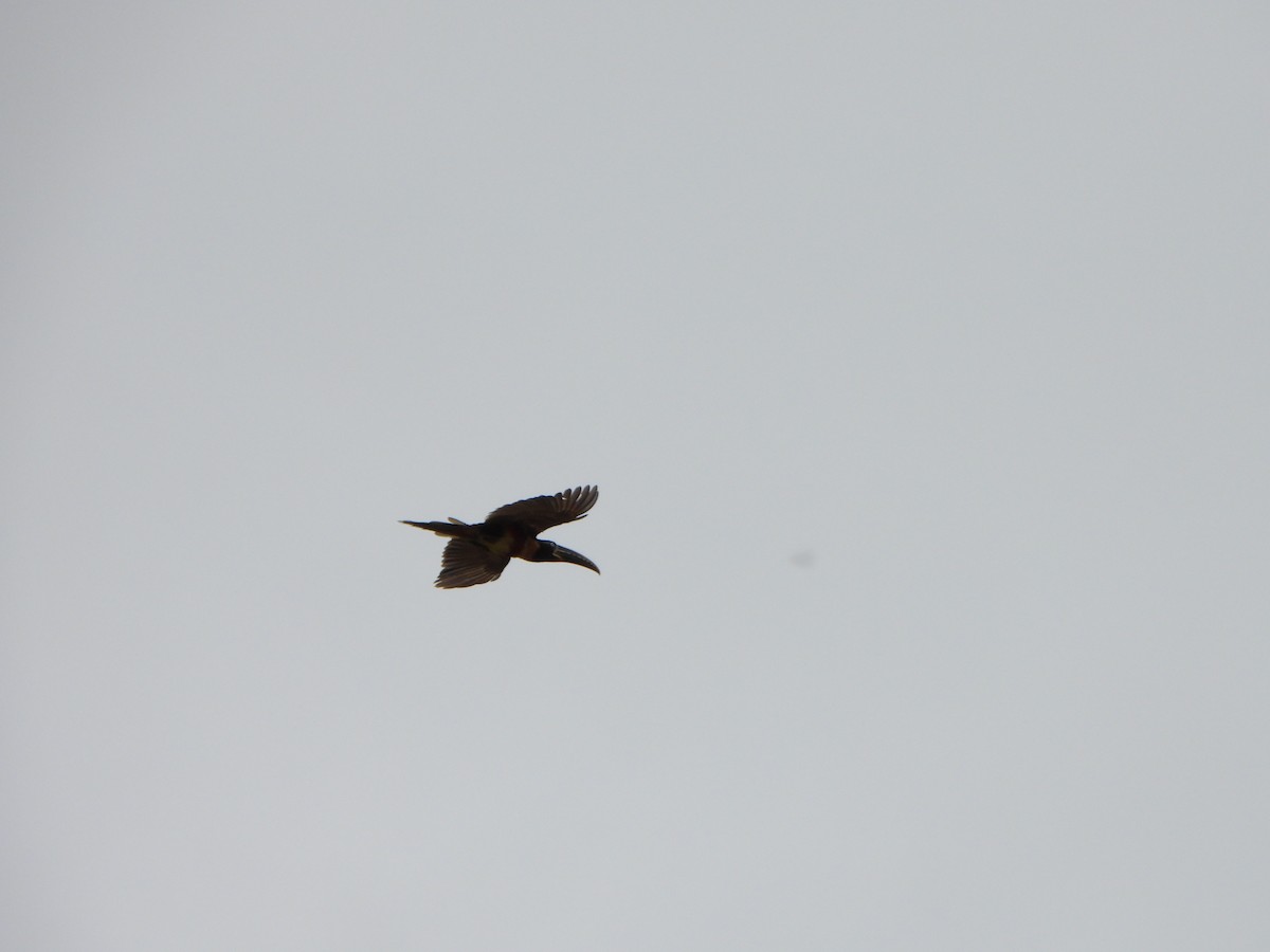 arassari hnědouchý - ML647072149