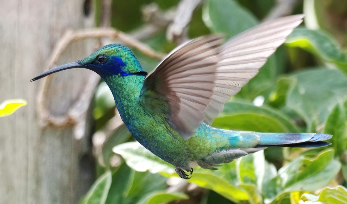 fiolørekolibri - ML647072162