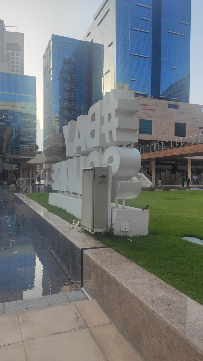 Red-vented Bulbul - ML647072172