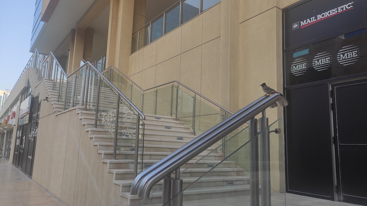 Red-vented Bulbul - ML647072173