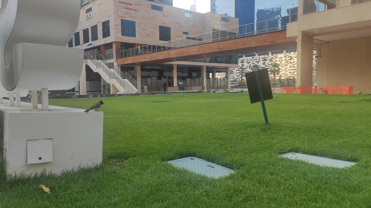 Red-vented Bulbul - ML647072174