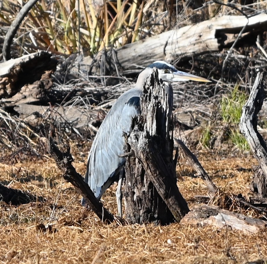 volavka velká - ML647072176