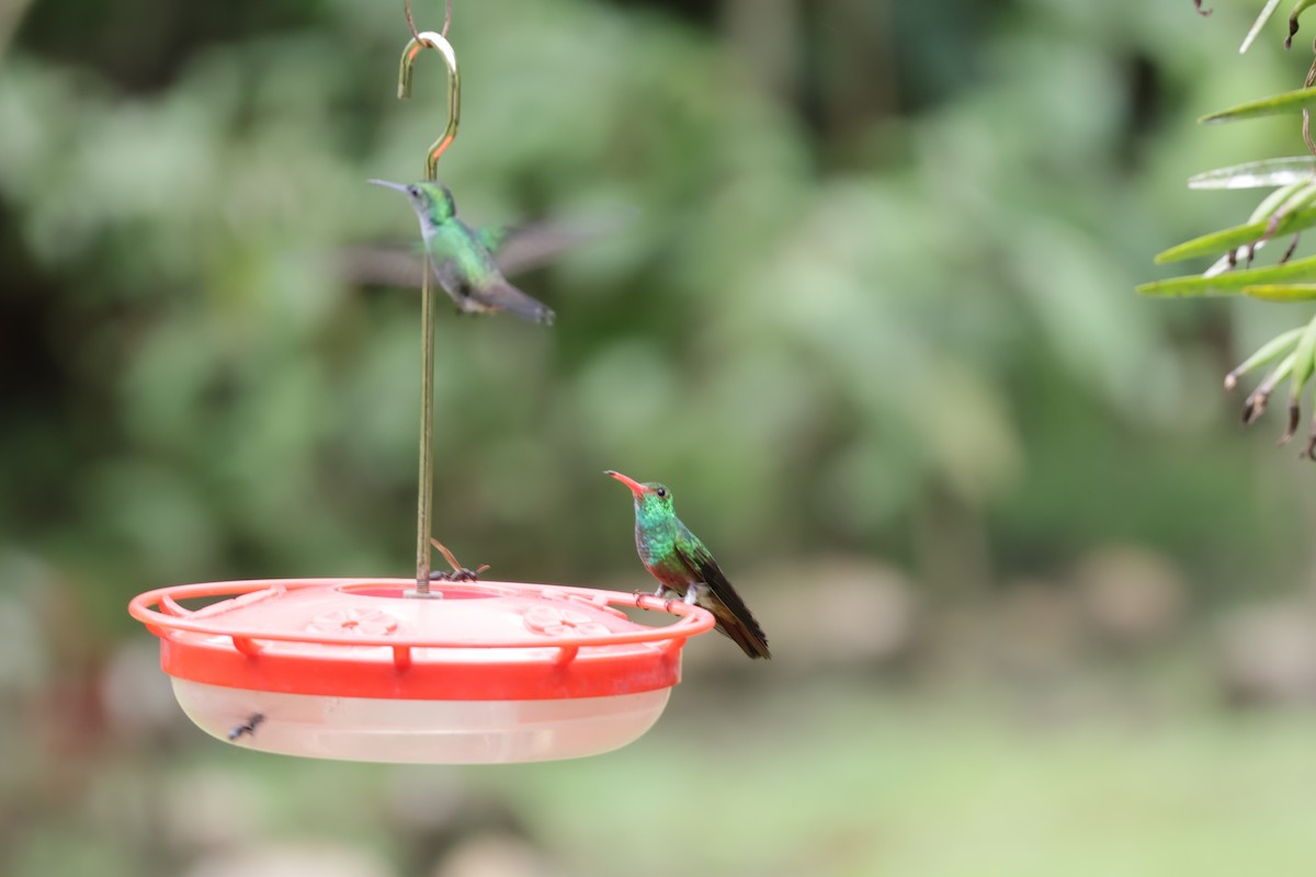 Rufous-tailed Hummingbird - ML647072179