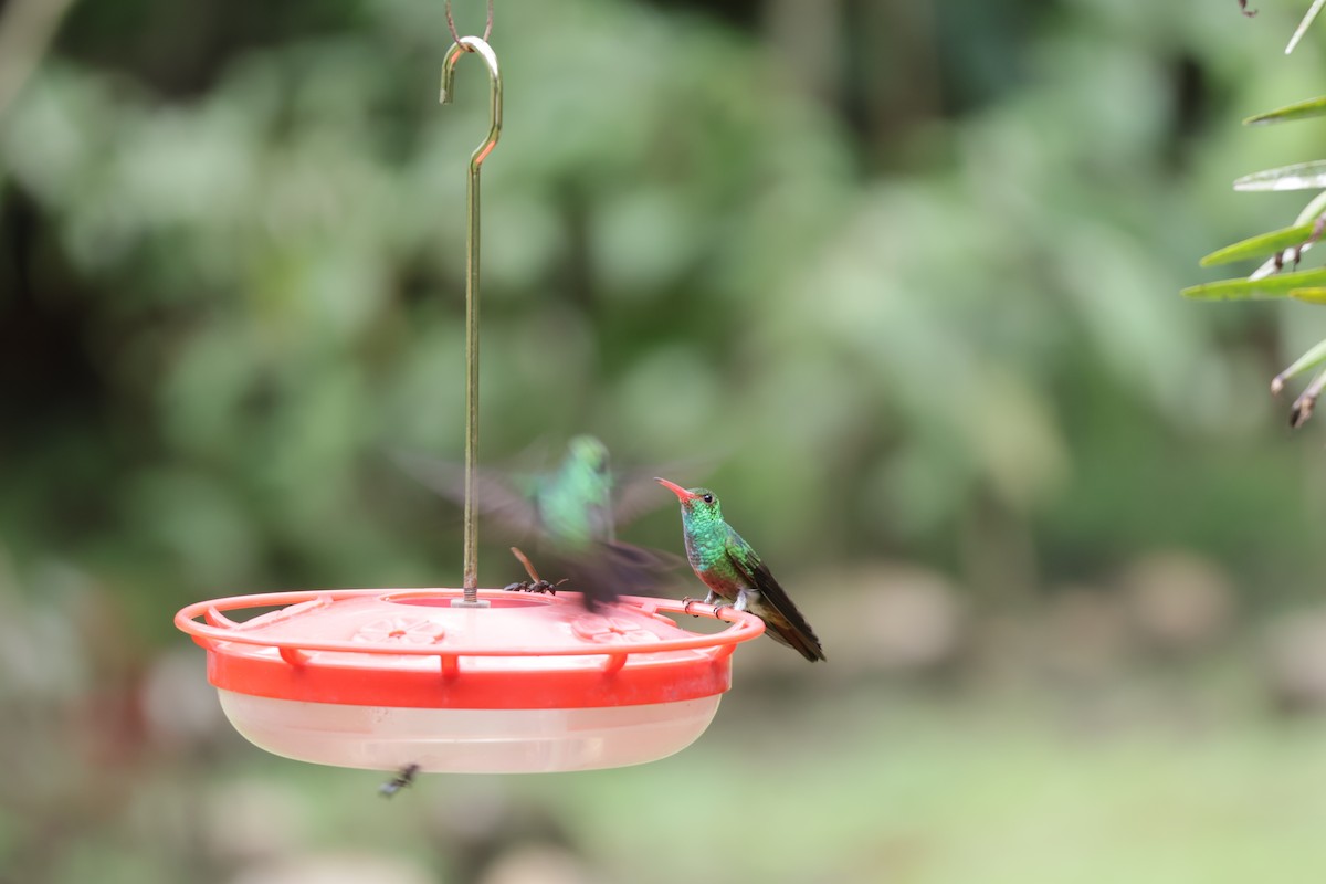 Rufous-tailed Hummingbird - ML647072181