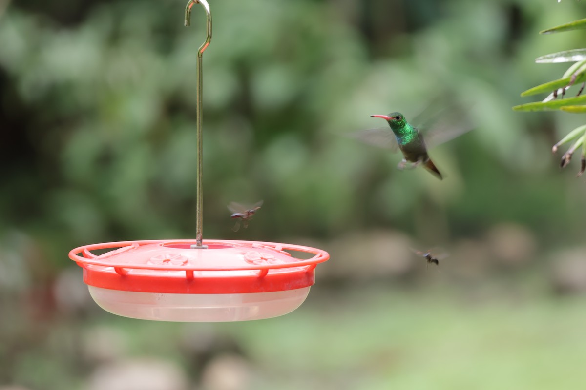 Rufous-tailed Hummingbird - ML647072182