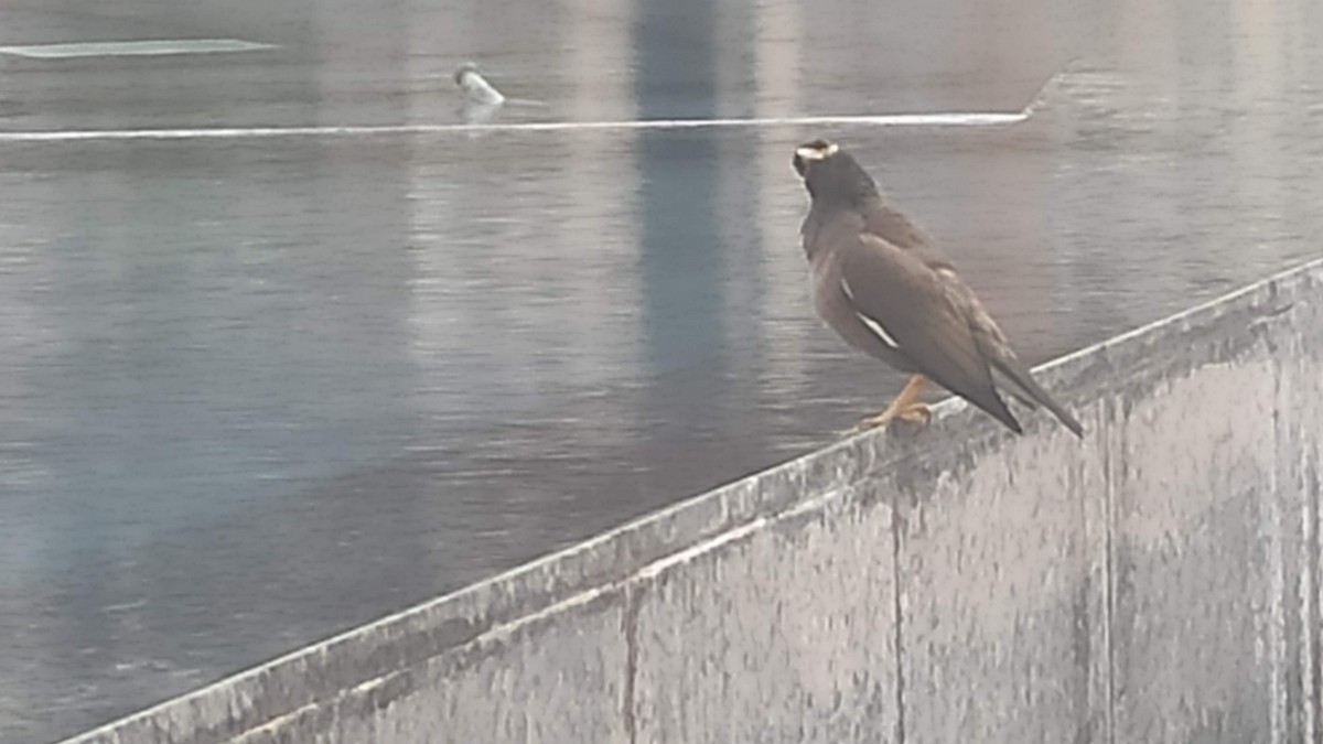 家八哥 - ML647072183