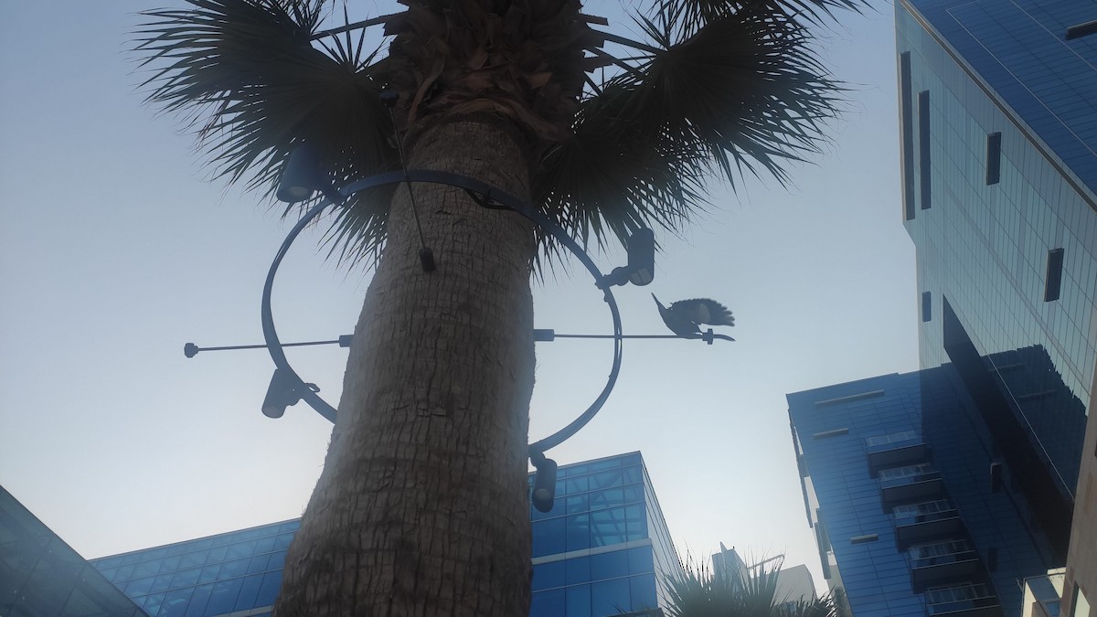 家八哥 - ML647072184