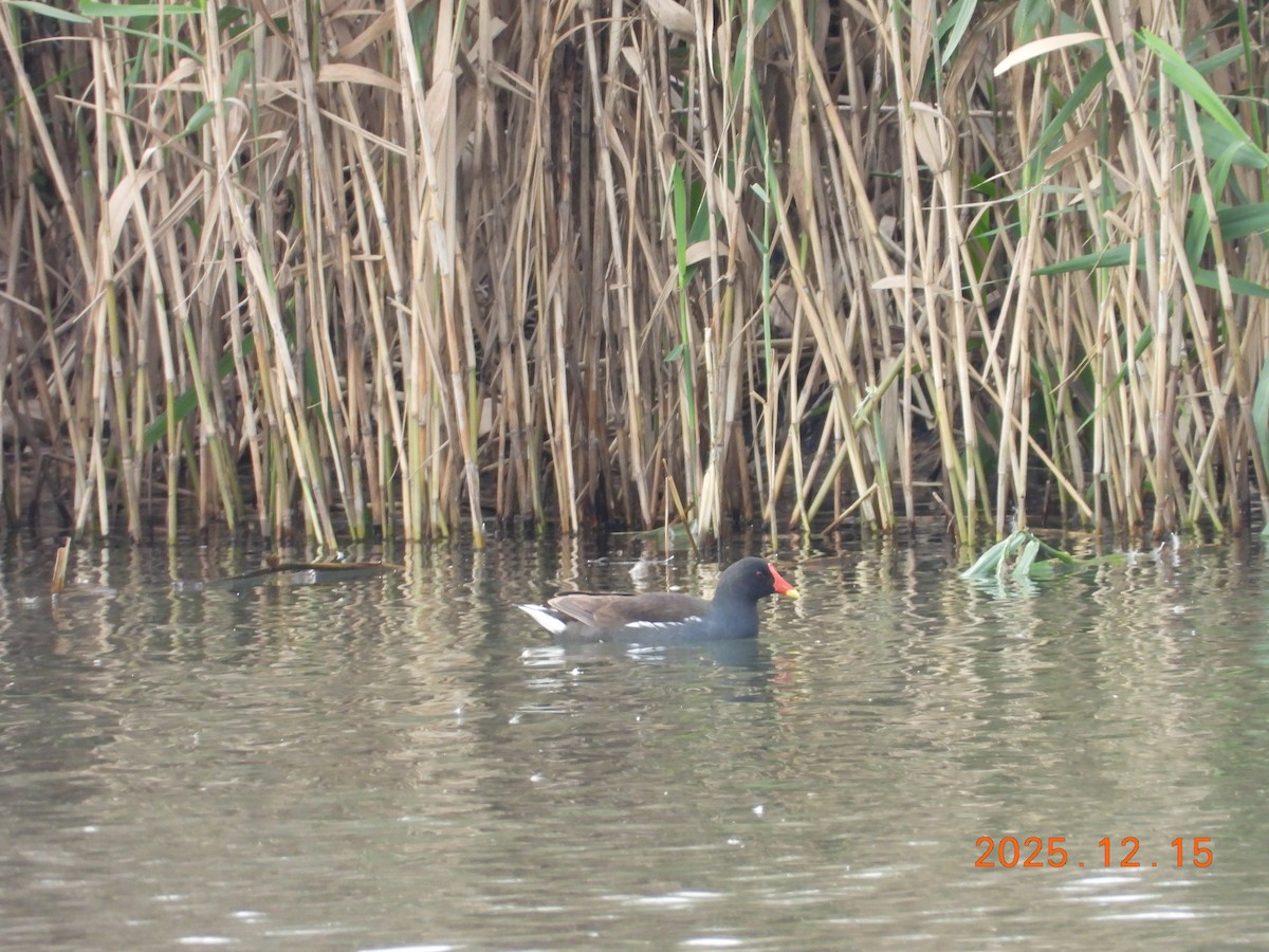 Eurasian Moorhen - ML647072195
