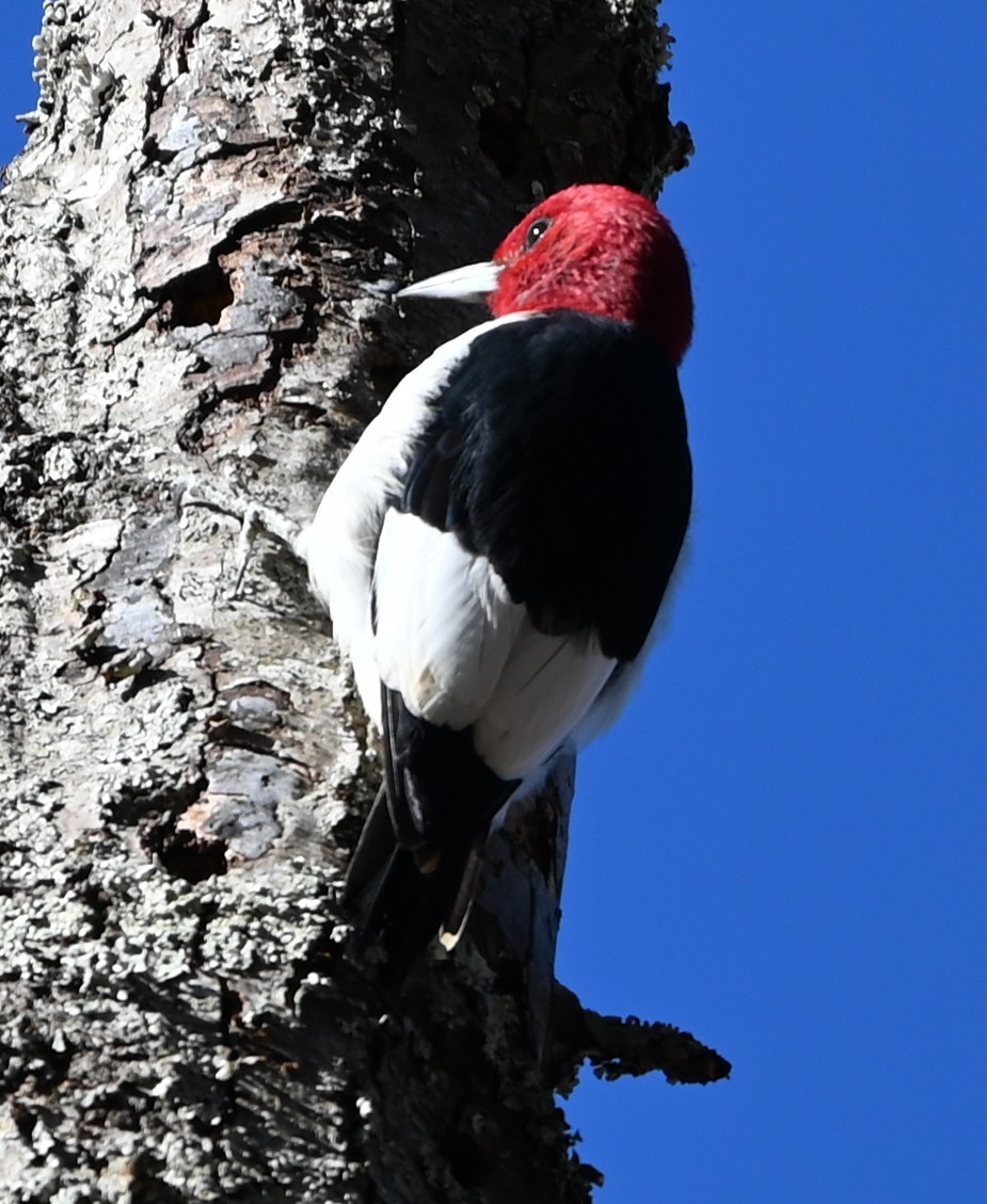 datel červenohlavý - ML647072201