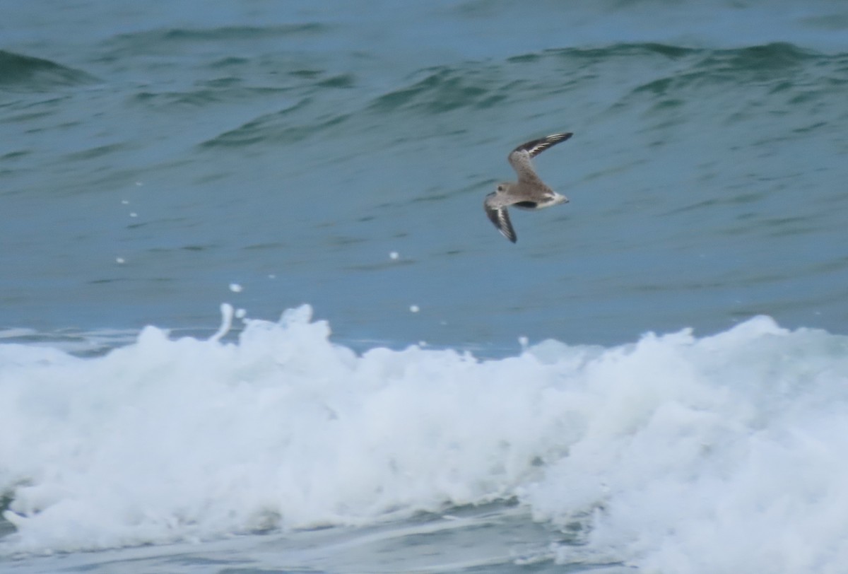 Pluvier argenté - ML647072202