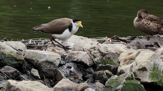 Чайка білошия (підвид novaehollandiae) - ML647072203