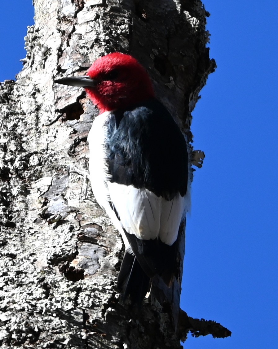 datel červenohlavý - ML647072206