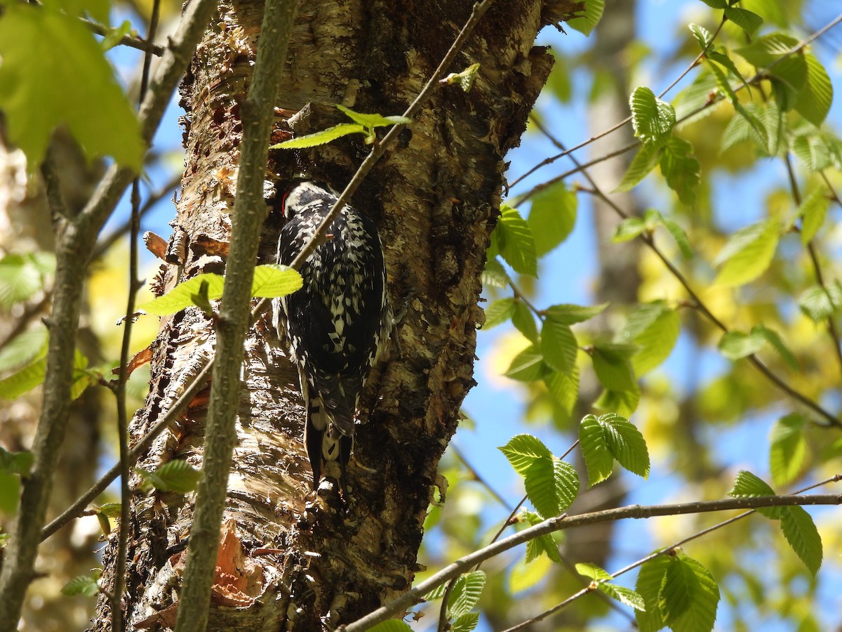 Yellow-bellied Sapsucker - ML647072207