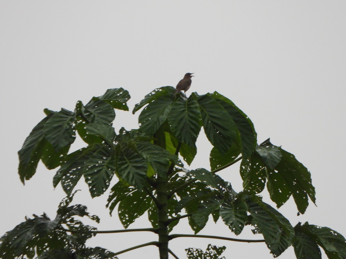 Black-billed Thrush - ML647072211