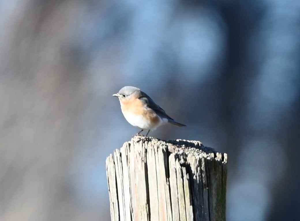 salašník modrý - ML647072215