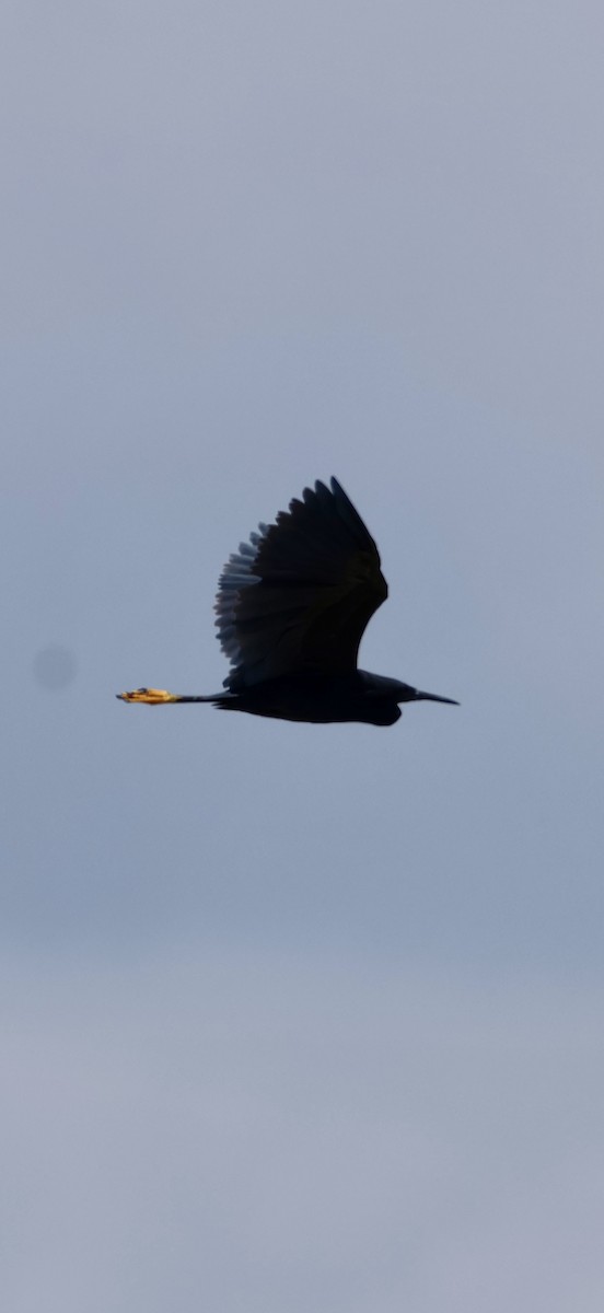 Black Heron - ML647072219