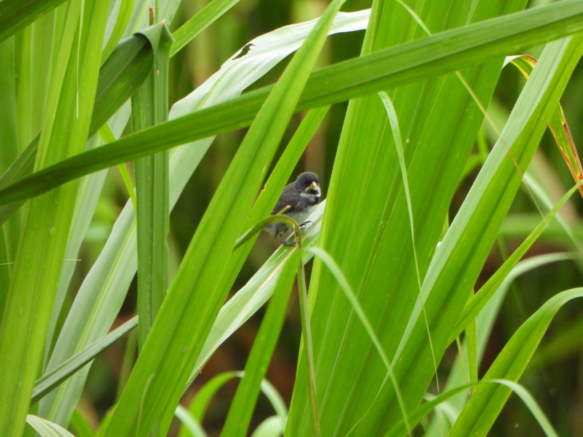 Double-collared Seedeater - ML647072221
