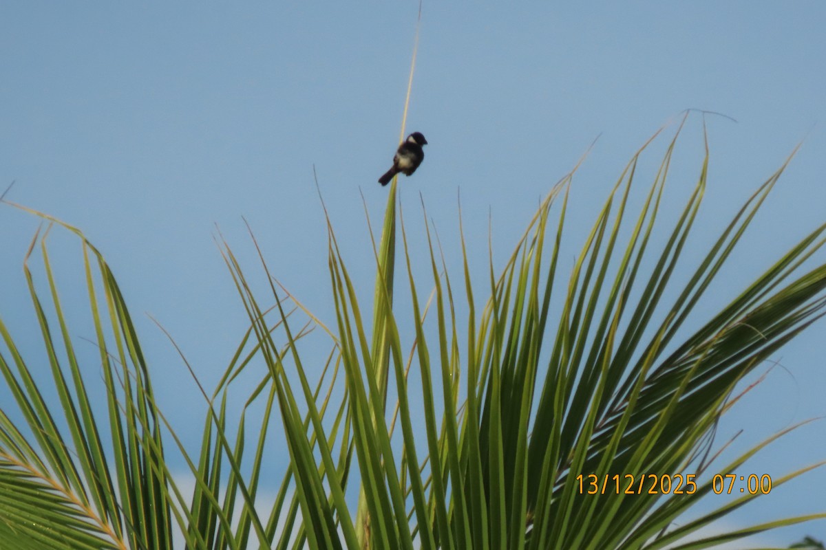 Schwarzbrustspelzer - ML647072224