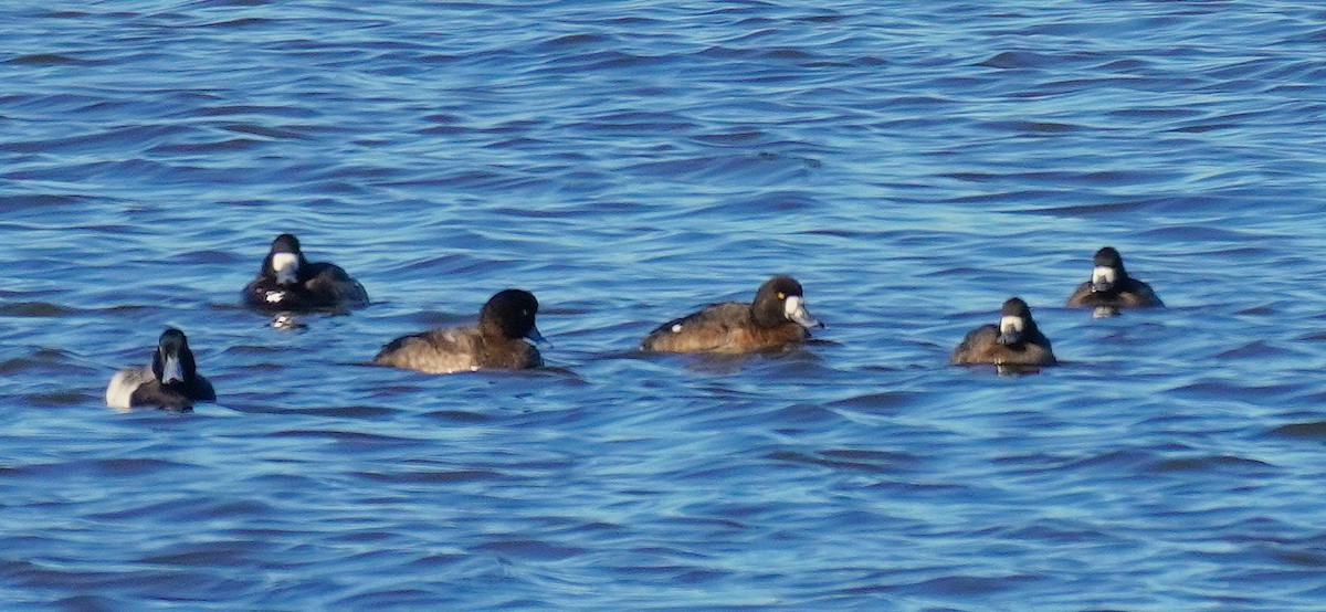 Greater Scaup - ML647072225