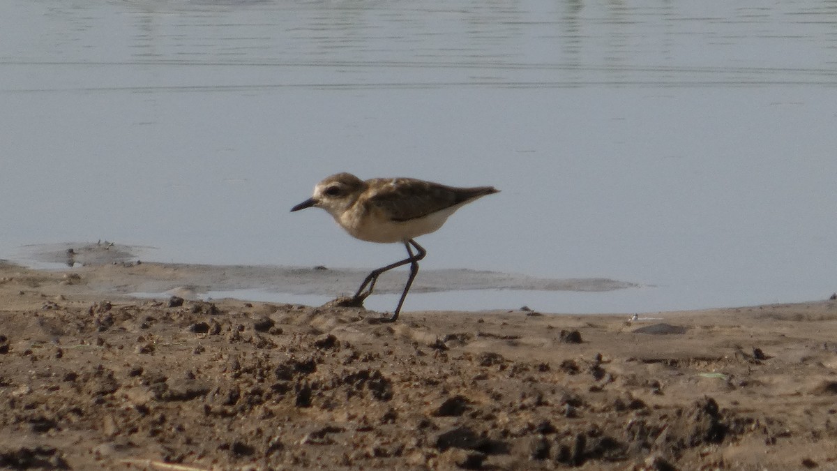 Kittlitz's Plover - ML647072226