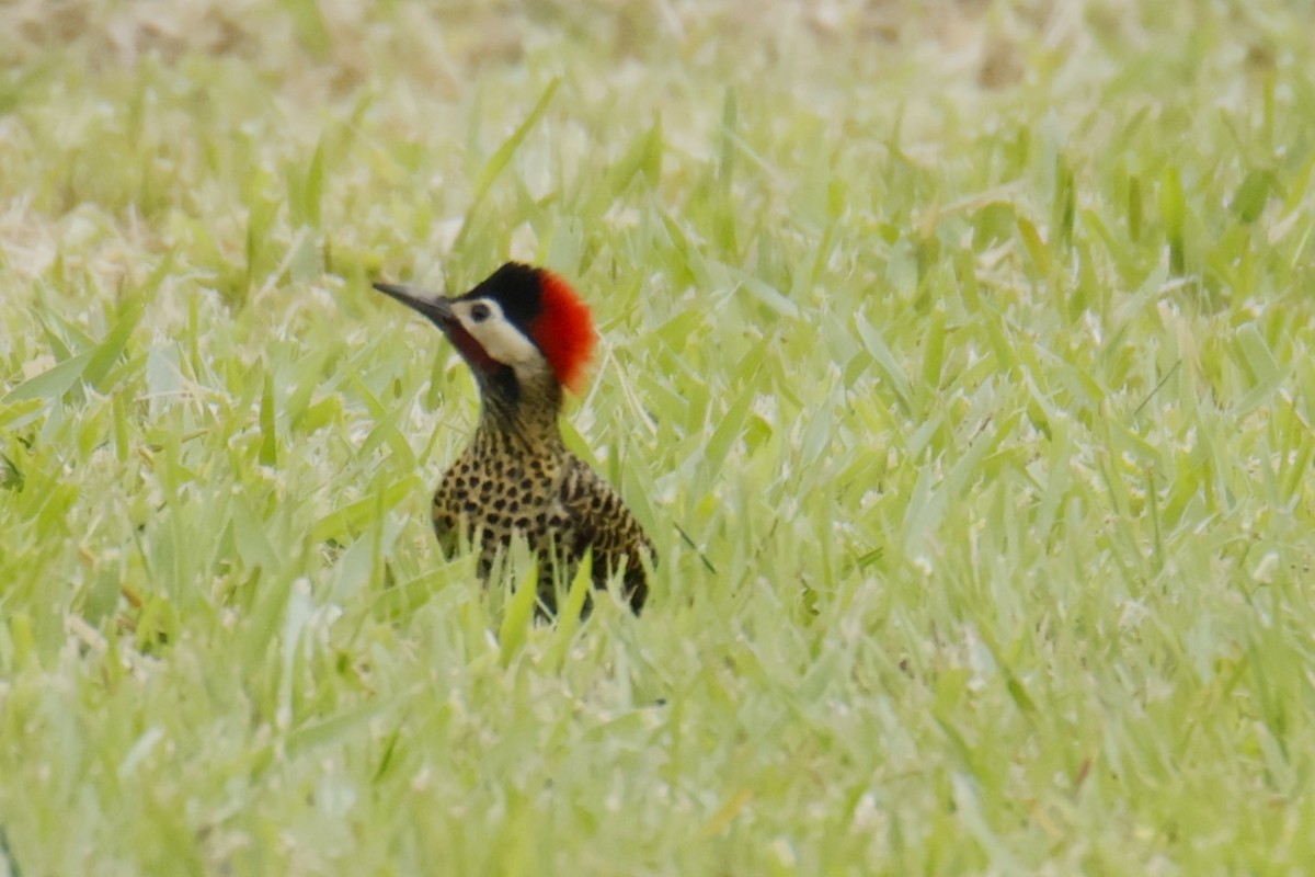 アオシマオゲラ - ML647072238