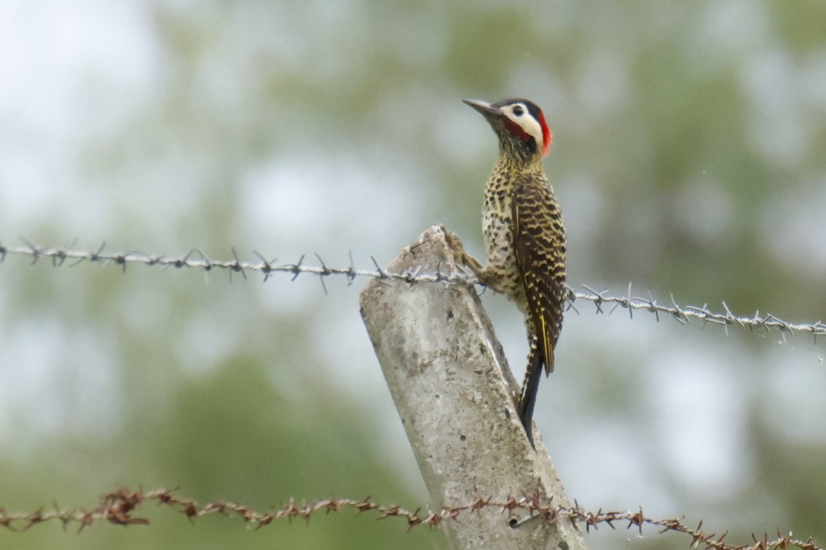 アオシマオゲラ - ML647072239