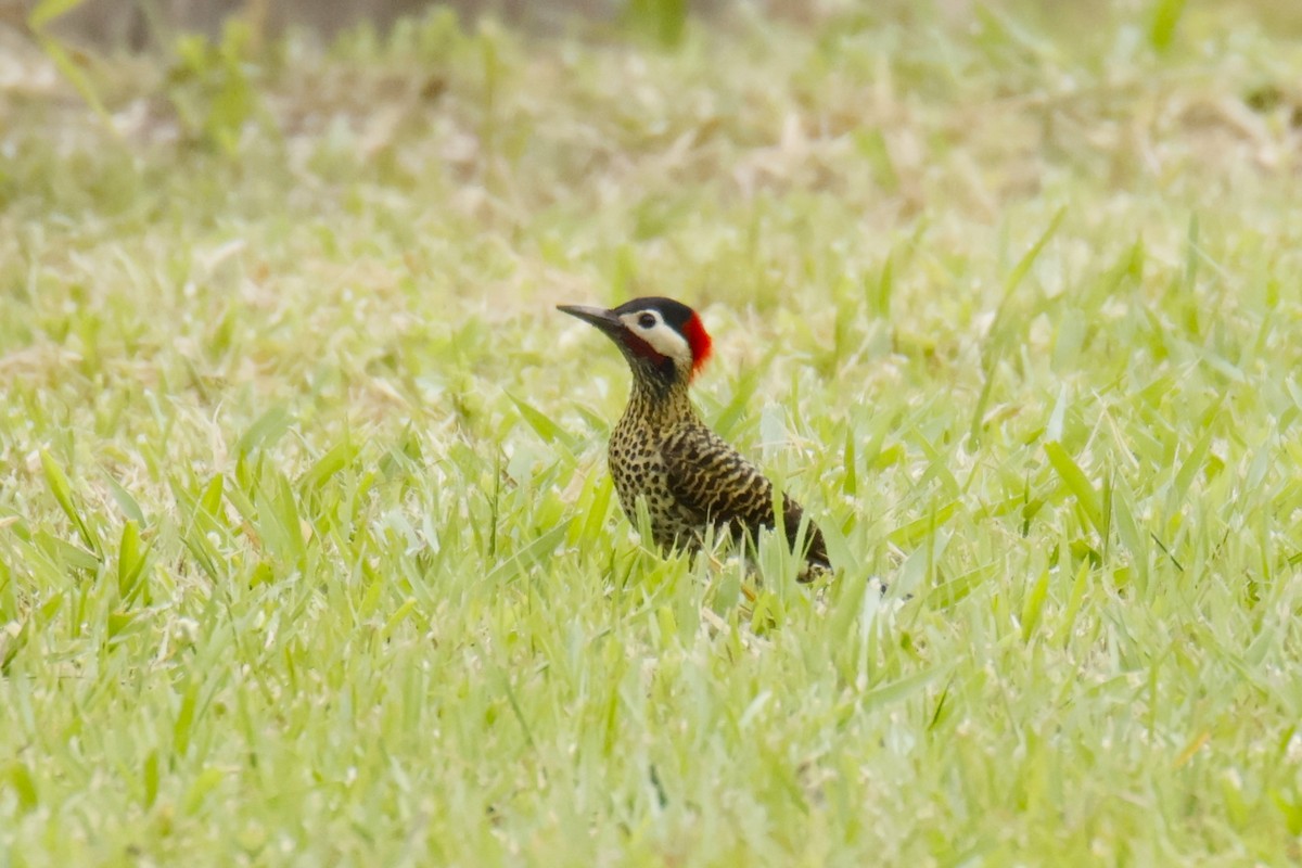 アオシマオゲラ - ML647072240
