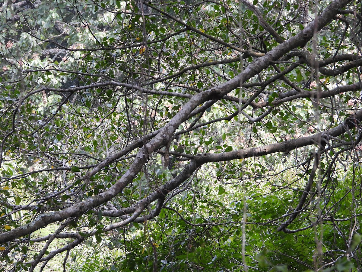 White-cheeked Barbet - ML647072243