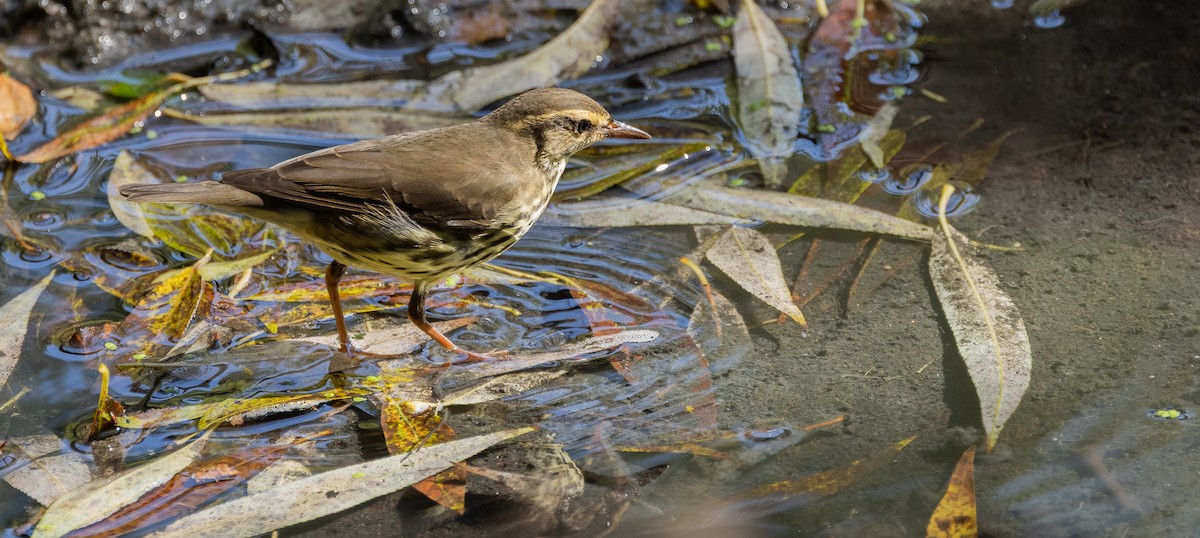 Northern Waterthrush - ML647072248