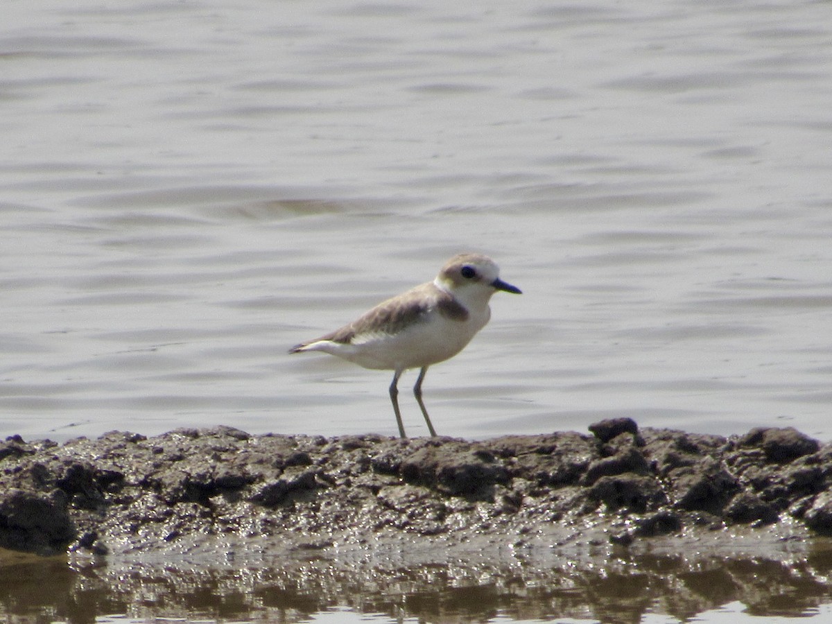 Kentish Plover (Kentish) - ML647072254