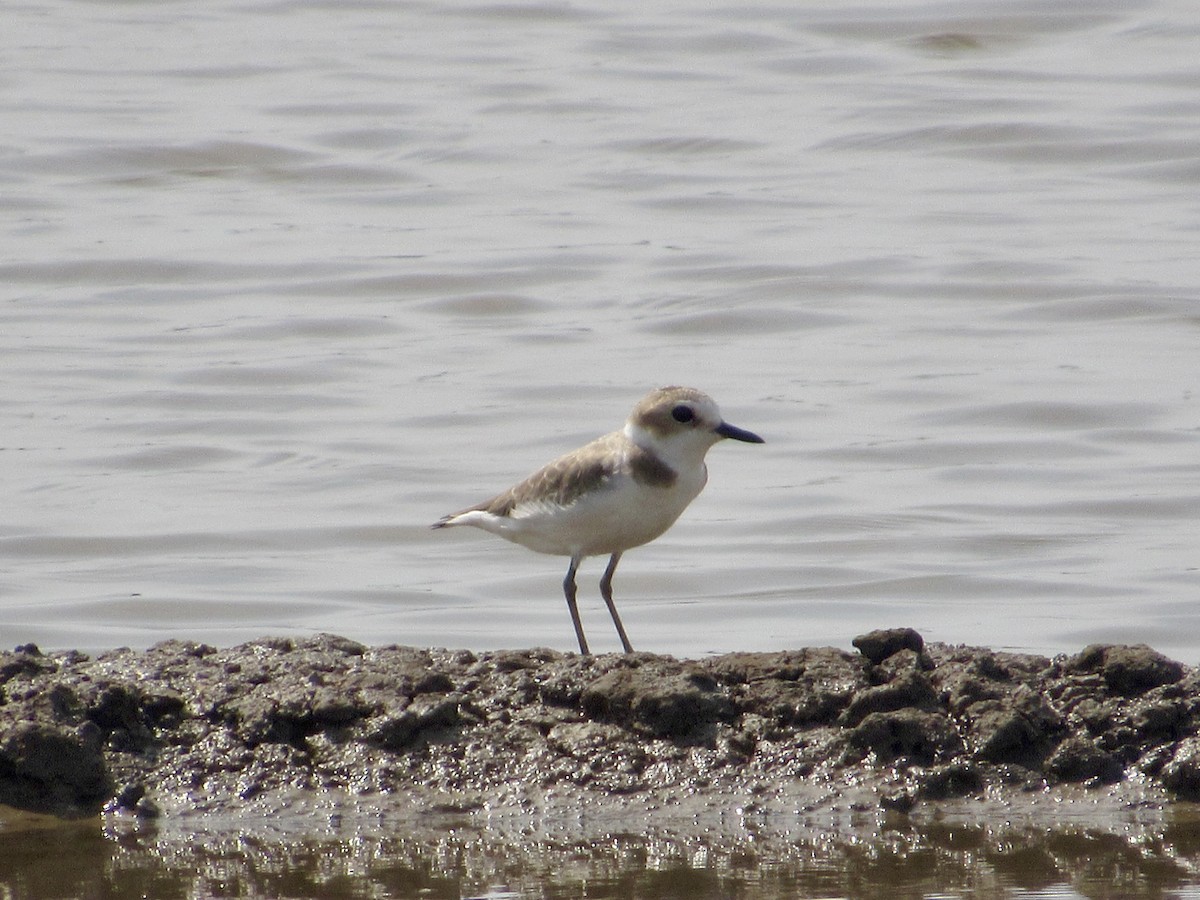 Kentish Plover (Kentish) - ML647072255