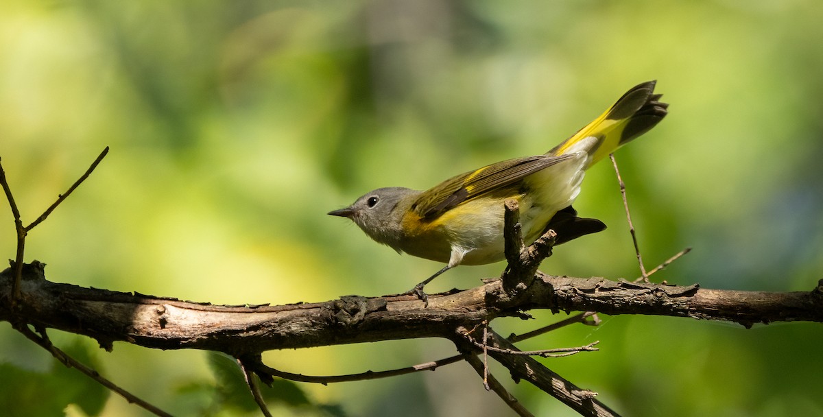 סבכון חכלילי - ML647072256