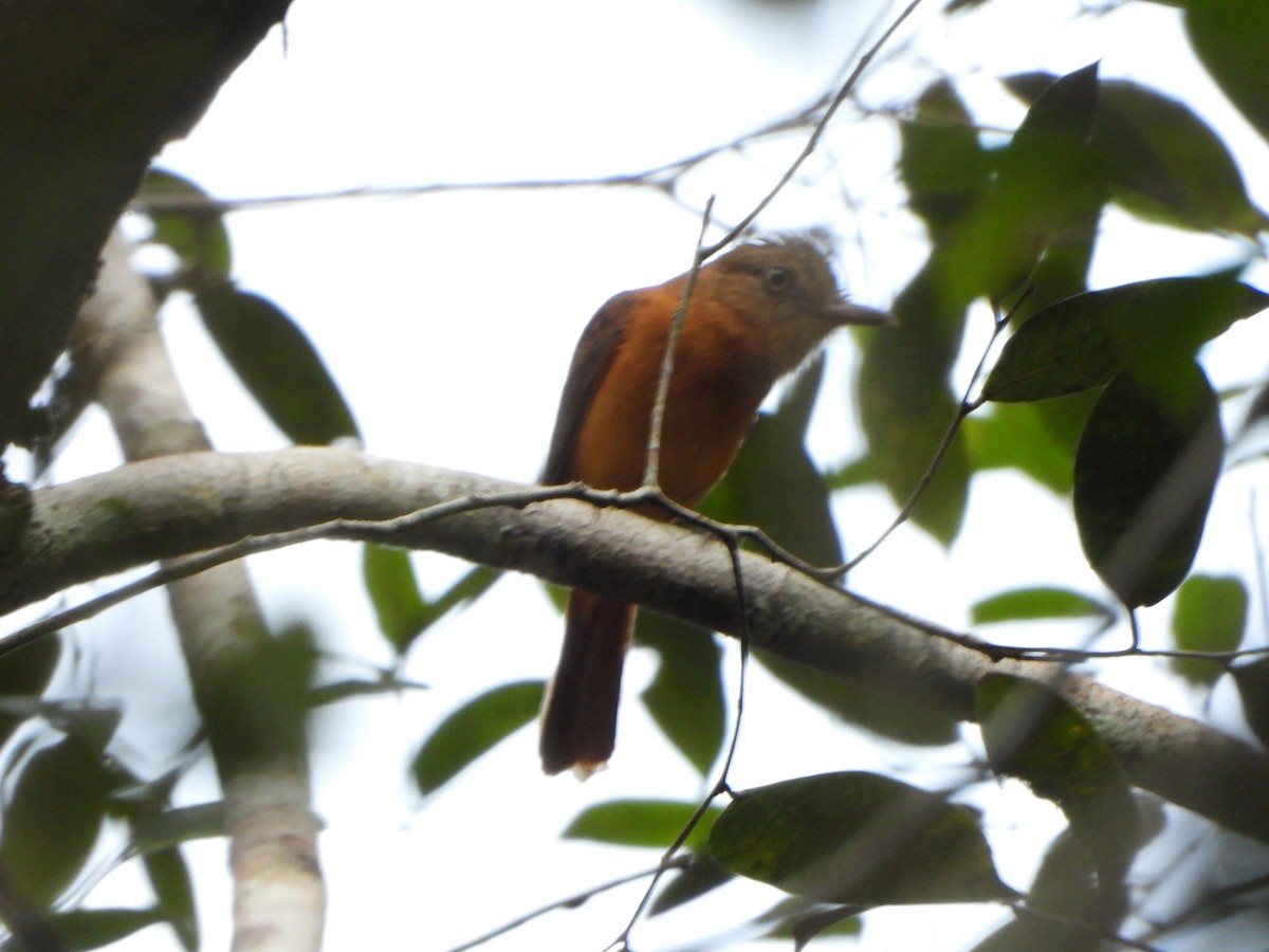 Dull-capped Attila - ML647072260