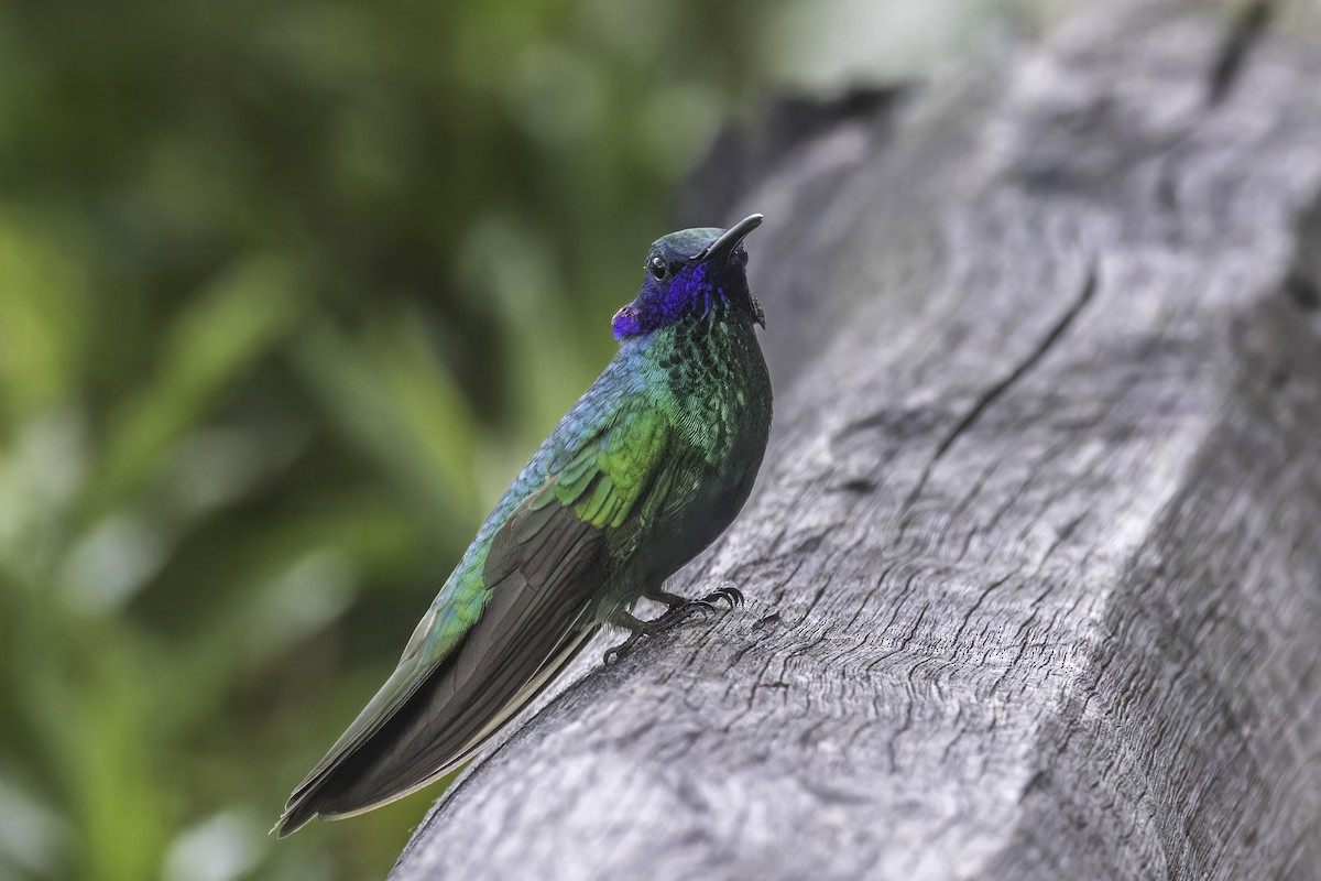 fiolørekolibri - ML647072263