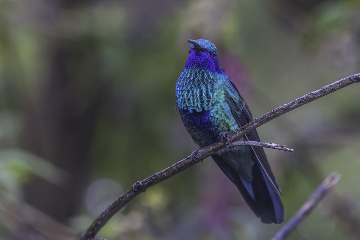 fiolørekolibri - ML647072264