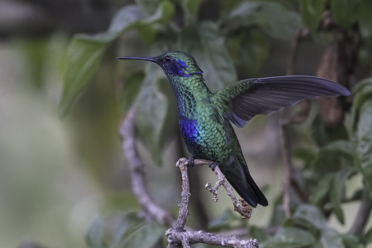 fiolørekolibri - ML647072265