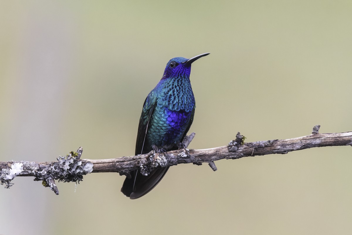 fiolørekolibri - ML647072266