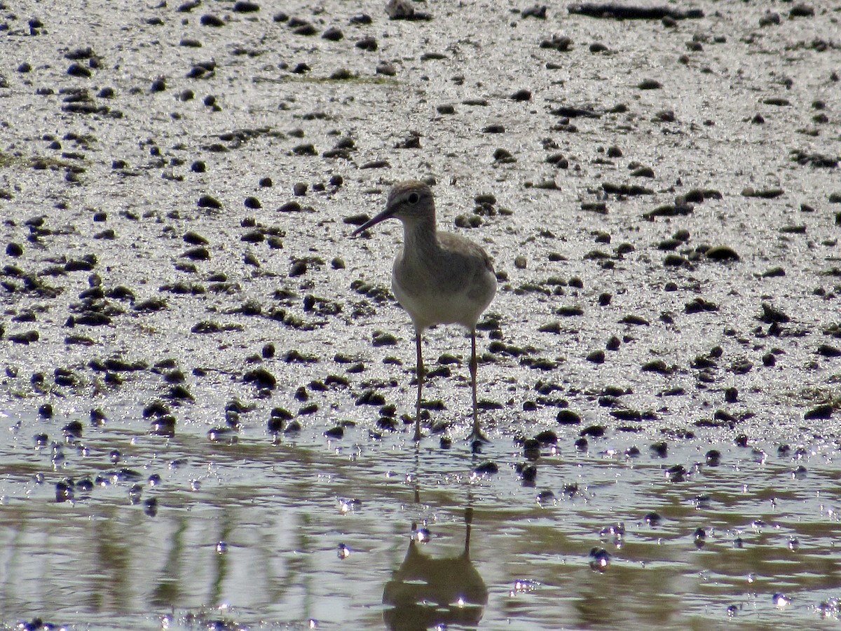 vodouš bahenní - ML647072277