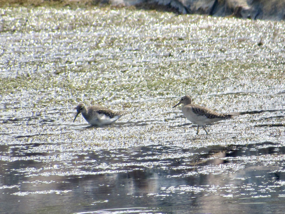 vodouš bahenní - ML647072278