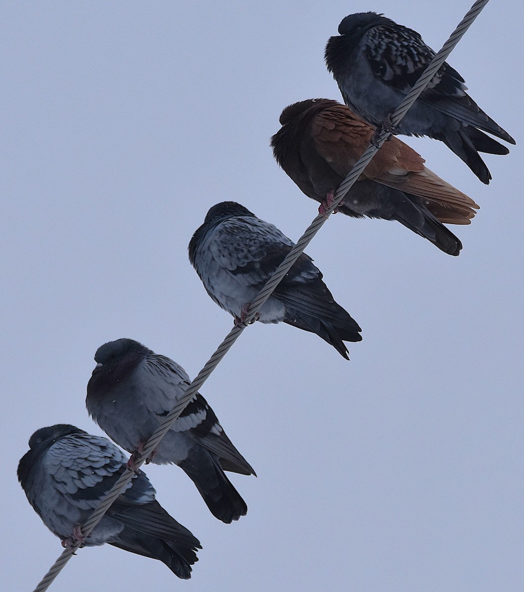 Kaya Güvercini (evcil tip) - ML647072283