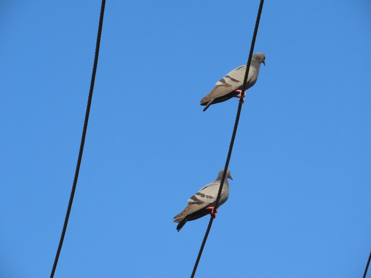 Kaya Güvercini (evcil tip) - ML647072288