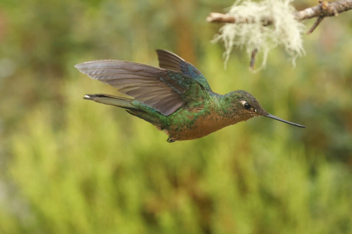 Great Sapphirewing - ML647072290