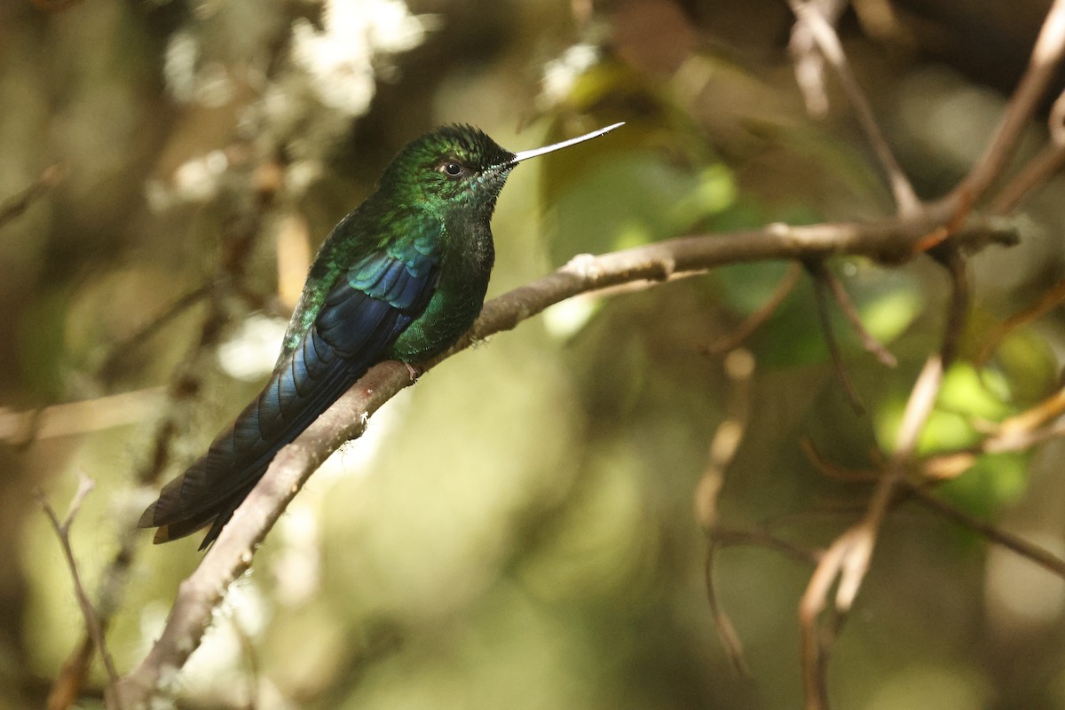 Great Sapphirewing - ML647072291