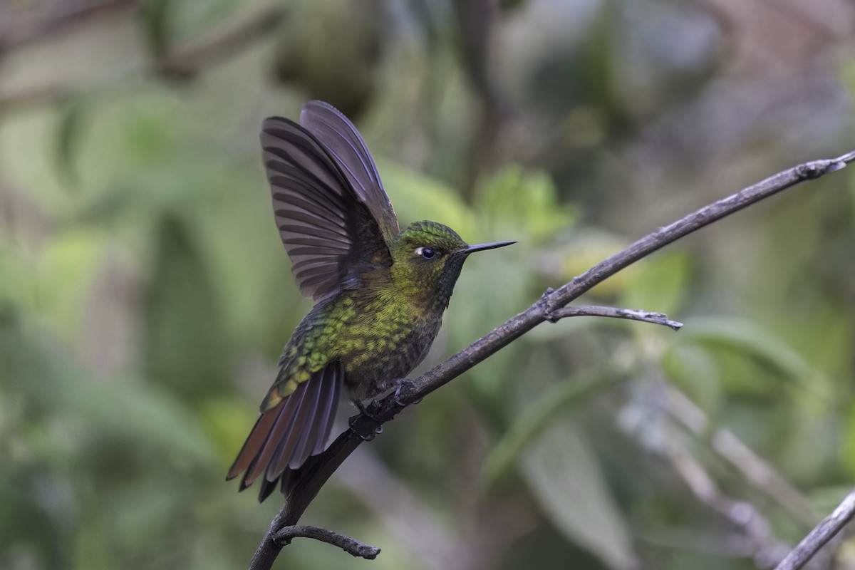 Tiryan Metalkuyruğu - ML647072294