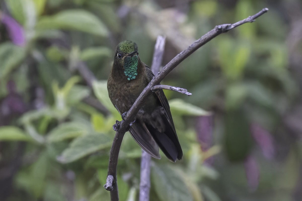 Tiryan Metalkuyruğu - ML647072295