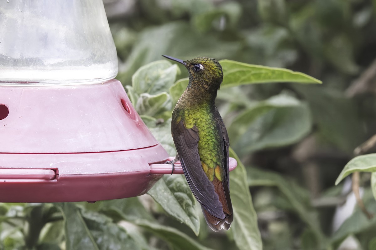 Tiryan Metalkuyruğu - ML647072296