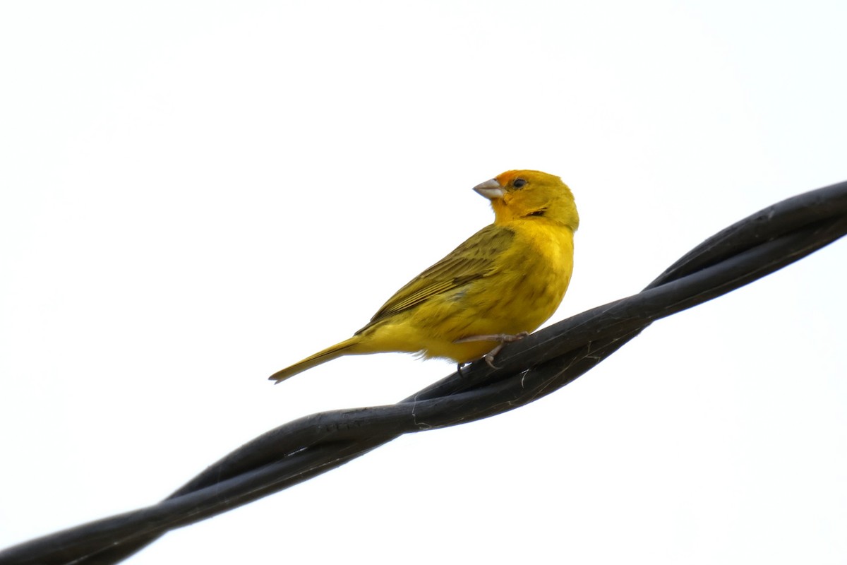 キンノジコ - ML647072307